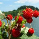 Frische Rote Beeren