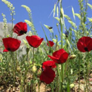 Lebendige Rote Mohnblumen in der Natur