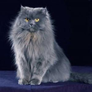 Flauschige Graue Katze