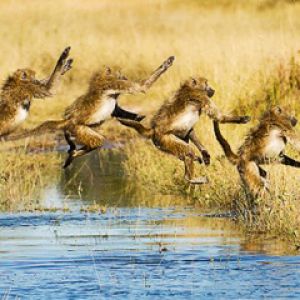 Baboon-Springen über Wasser