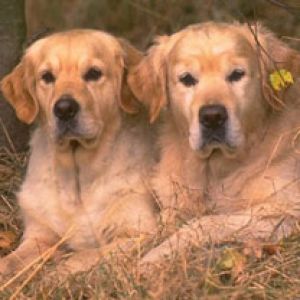 Goldene Retriever Entspannen