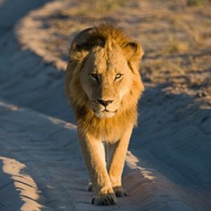 Majestätischer Löwe Geht