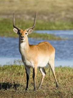 Majestätische Antilope in der Natur