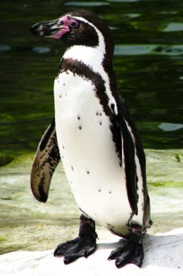 Humboldt-Pinguin