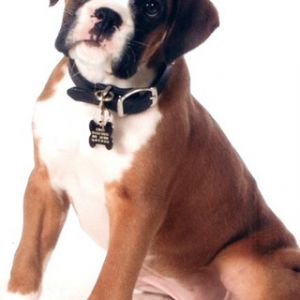 Süßer Boxer Welpe