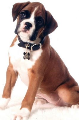 Süßer Boxer Welpe
