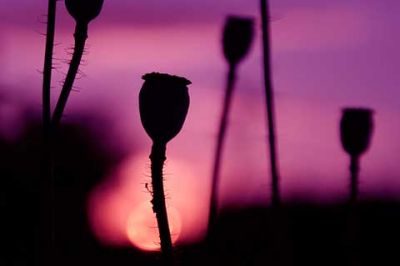 Blumen-Silhouetten bei Sonnenuntergang