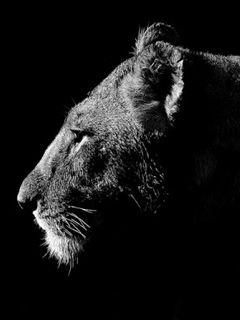 Majestätisches Löwin Profil