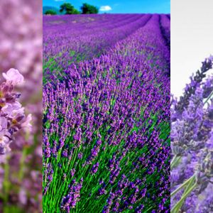 Lavendelfelder in Blüte