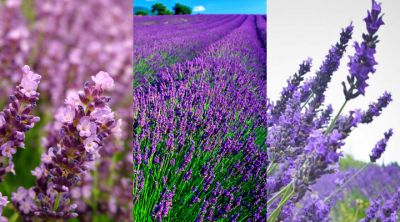 Lavendelfelder in Blüte