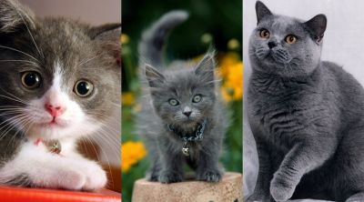 Niedliche Graue Katzen