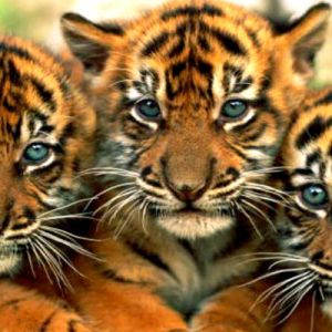 Niedliche Tigerbabys