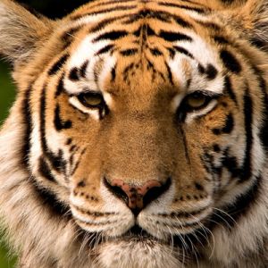 Majestätischer Tiger Nahaufnahme