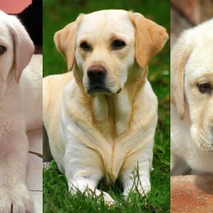 Niedliche Labrador-Welpen