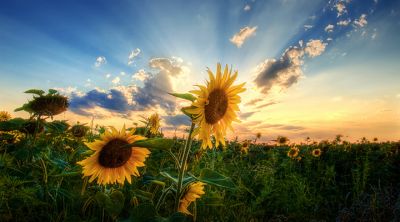 Sonnenblumenfeld bei Sonnenuntergang