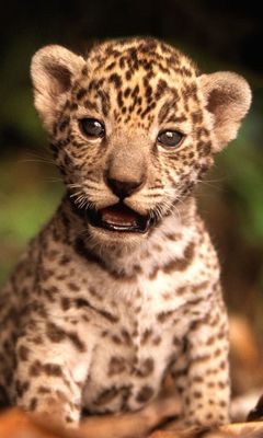 Niedlicher Leopardenjunges
