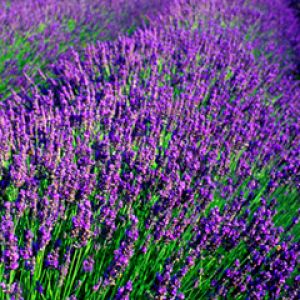 Lavendelfelder in Blüte