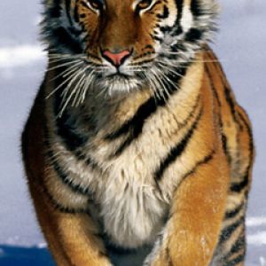 Majestätischer Tiger im Schnee
