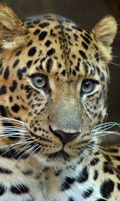 Majestätischer Leoparden-Nahaufnahme