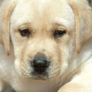 Niedlicher Labrador Welpe