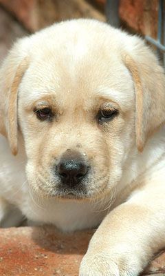 Niedlicher Labrador Welpe