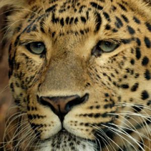 Majestätischer Leopard Nahaufnahme