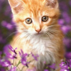 Niedliches Orangenes Kätzchen in Blumen