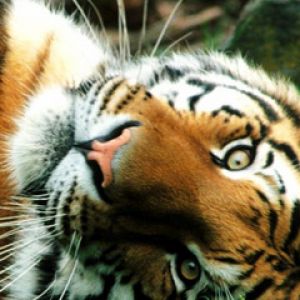 Majestätischer Tiger Nahaufnahme