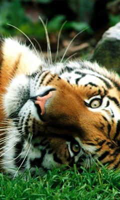 Majestätischer Tiger Nahaufnahme