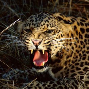 Furchtloser Leopard, der Brüllt