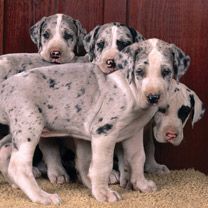 Niedliche Deutsche Doggenwelpen