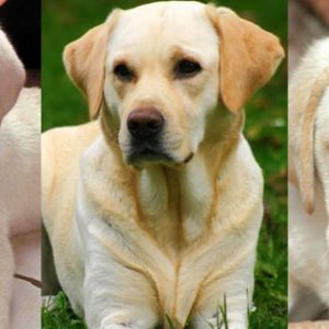 Niedliche Labrador-Welpen
