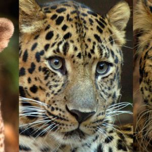 Familienporträt von Leoparden