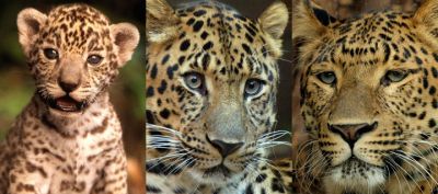 Familienporträt von Leoparden