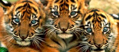 Niedliche Tigerbabys