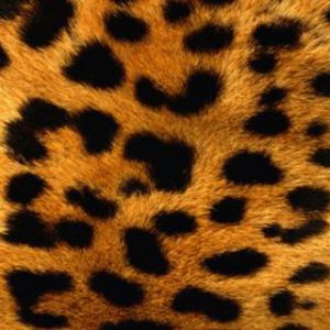 Leopardenmuster