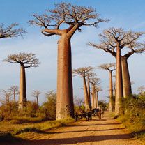 Majestätische Baobab-Bäume