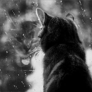 Katze Schaut Aus Dem Fenster