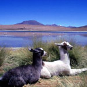 Lamas am See