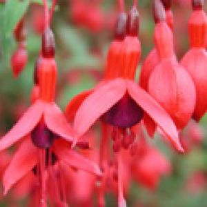 Lebendige Rote Fuchsien