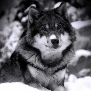 Majestätischer Wolf im Schnee