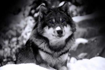 Majestätischer Wolf im Schnee