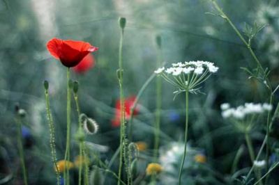 Schöne Wildblumen in der Natur