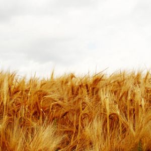 Goldenes Weizenfeld