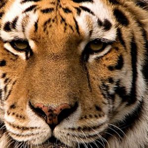 Majestätischer Tiger Nahaufnahme
