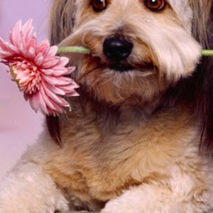 Süßer Hund mit Blume