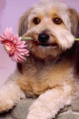Süßer Hund mit Blume