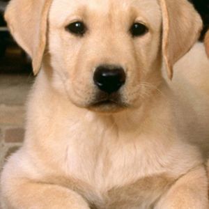 Niedlicher Labrador Welpe