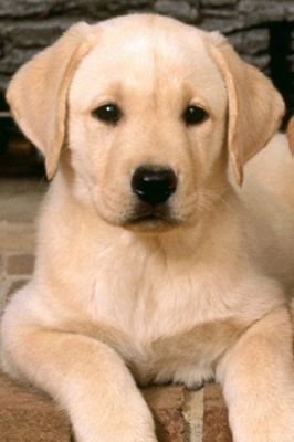 Niedlicher Labrador Welpe