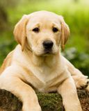 Niedlicher Labrador Welpe